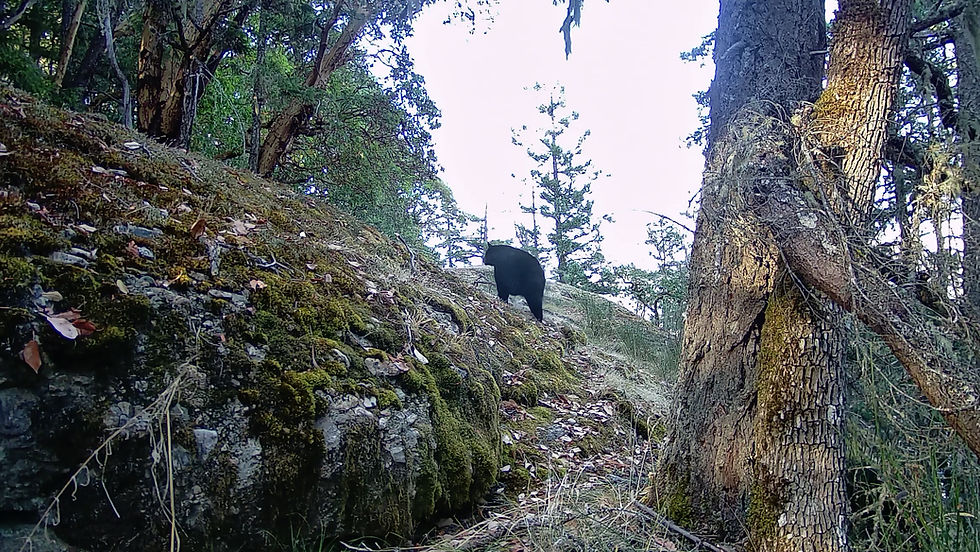 Black bear video provides insight into foraging strategies in the Cowichan Valley