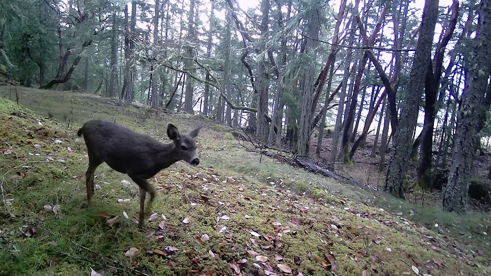 VIDEO: fawn’s cries for mother mimic those of human baby