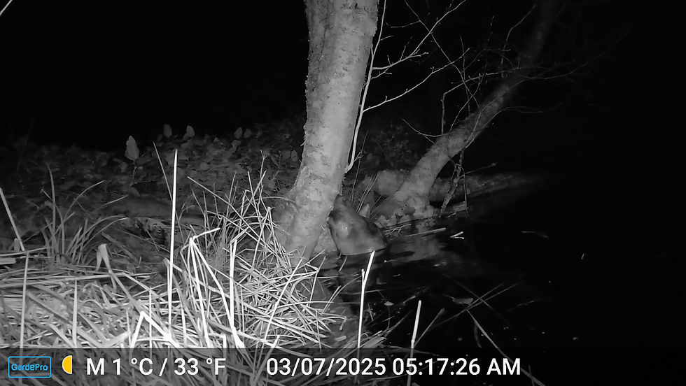 Canada’s national symbol — the much-maligned beaver — turns 50 and gets a shiny new public makeover