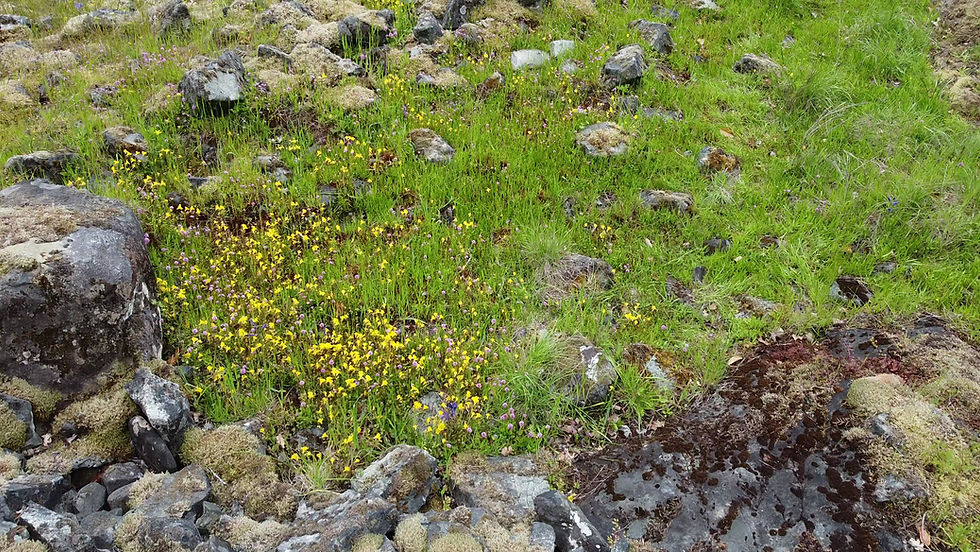 Unauthorized mountain-bike trails threaten fragile ecosystems