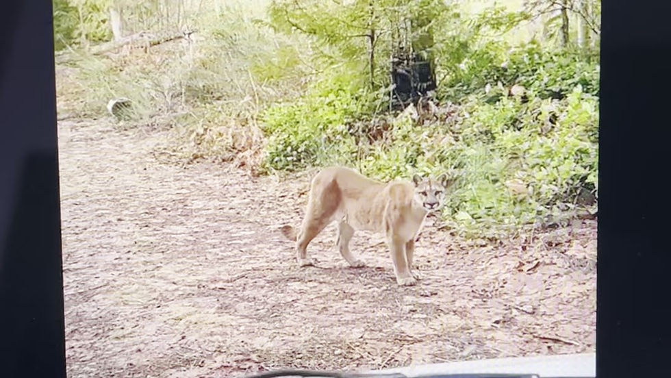 Cowichan Valley resident describes ‘experience of a lifetime’ with cougar