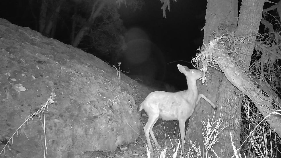 Videos illustrate importance of lichens to deer in the Cowichan Valley