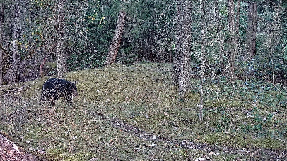 Province asks public to help prevent bears from becoming habituated to human attractants