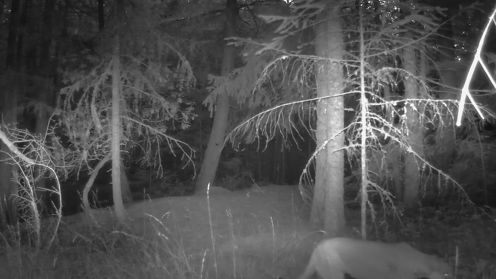 Trail camera records female cougar’s mating call in Cowichan Valley forest
