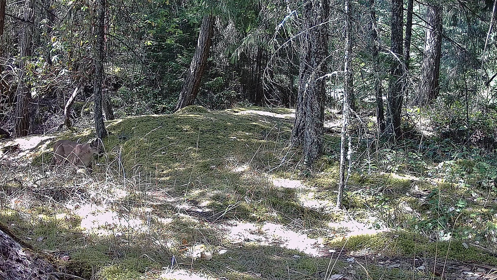 Daytime video of cougar in Cowichan Valley forest