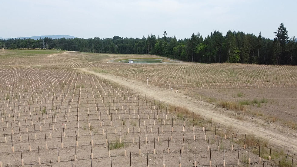 Coastal Douglas-fir forest logged to create Cowichan’s largest vineyard